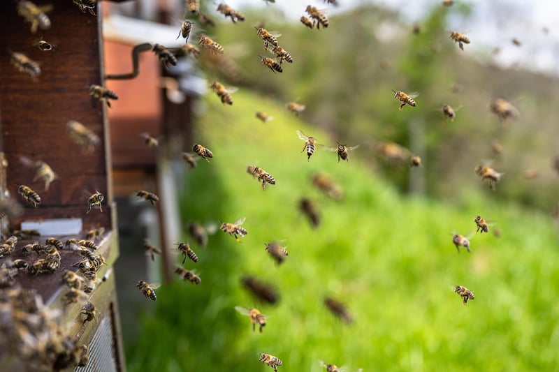 Beekeeping